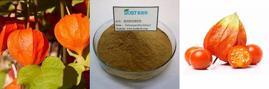 Ashwagandha Root Extract Powder