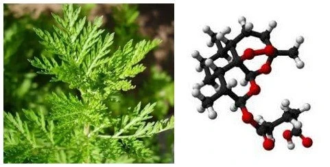 artesunate in pregnancy
