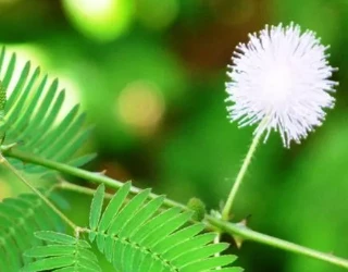 ¿Para qué se usa la hostilis mimosa?