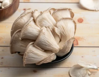 ¿Cómo se toma el extracto de hongos de ostras?